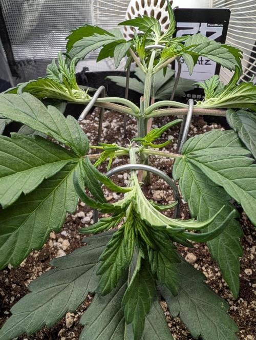 Guava Runtz Auto. Week 4