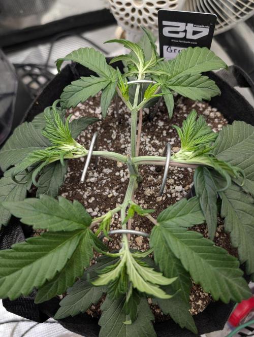 Guava Runtz Auto. Week 4