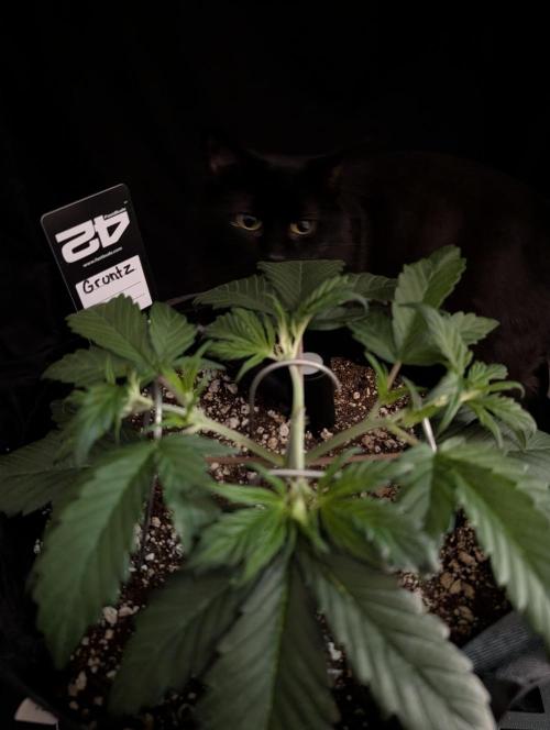 Guava Runtz Auto. Week 4