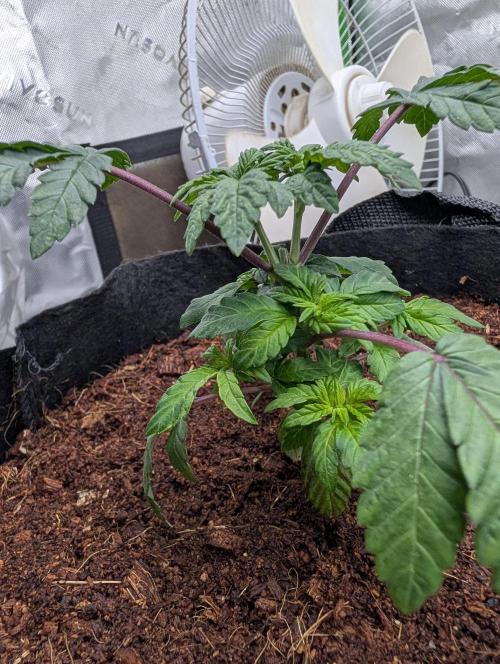 Buster of Lungs. Week 5