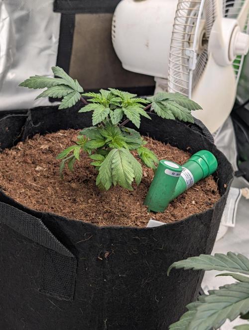 Buster of Lungs. Week 5