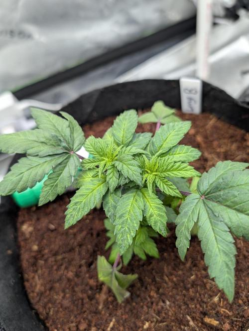 Buster of Lungs. Week 5