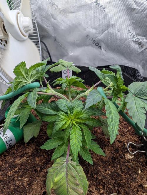 Buster of Lungs. Week 5