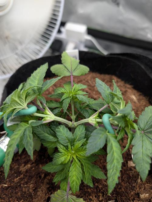 Buster of Lungs. Week 5