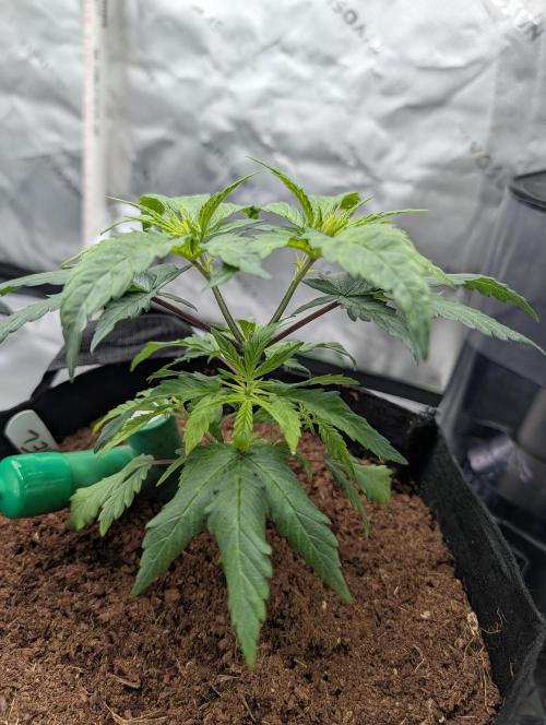 Melonade K. Week 5