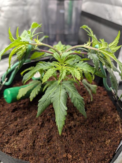 Melonade K. Week 5