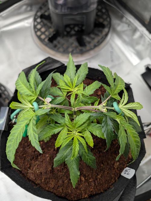 Melonade K. Week 5