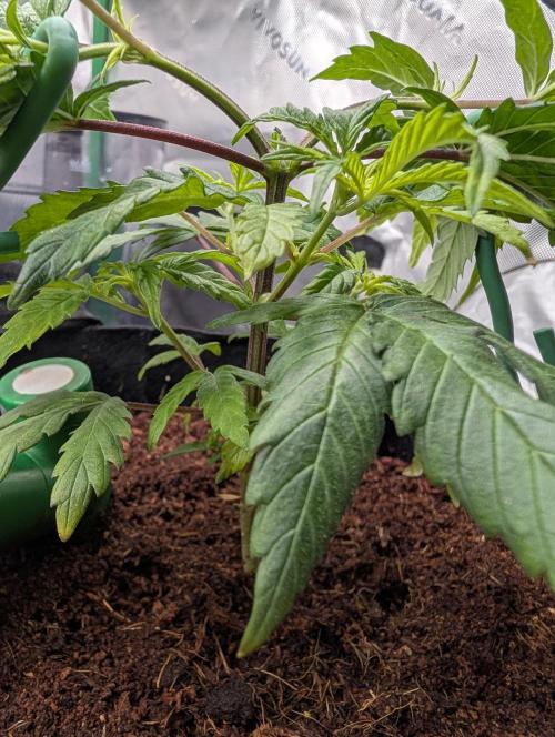 Melonade K. Week 5
