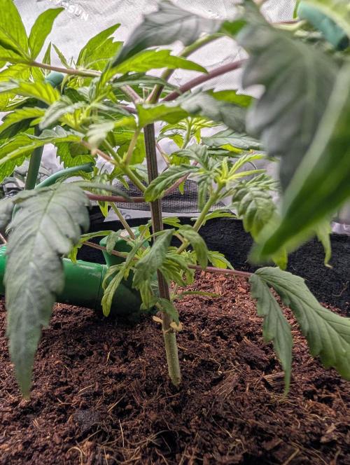 Melonade K. Week 5