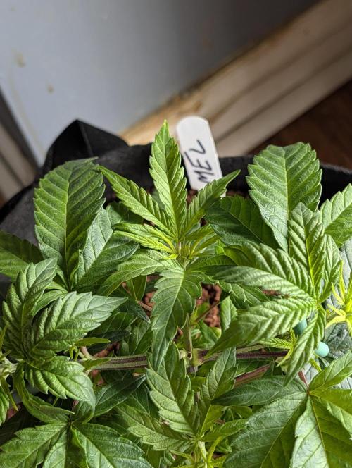 Melonade K. Week 5