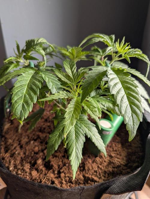 Melonade K. Week 5