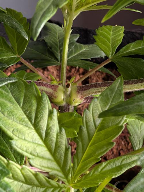 Melonade K. Week 5