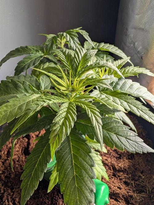Melonade K. Week 5