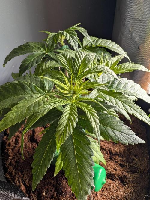 Melonade K. Week 5