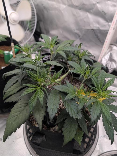 Guava Runtz Auto. Week 5