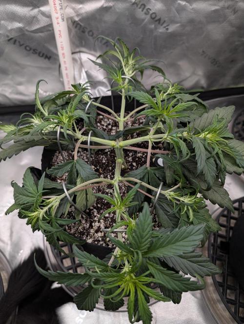 Guava Runtz Auto. Week 5