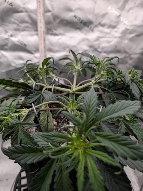 Guava Runtz Auto. Week 5