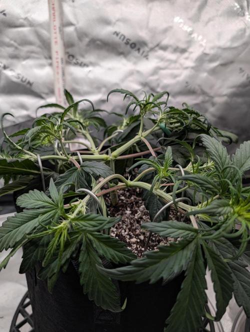 Guava Runtz Auto. Week 5
