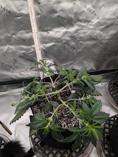 Guava Runtz Auto. Week 5