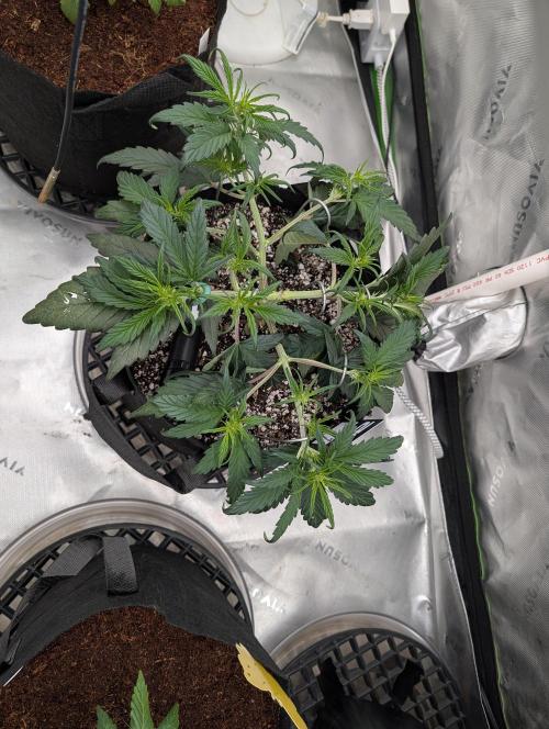 Guava Runtz Auto. Week 5