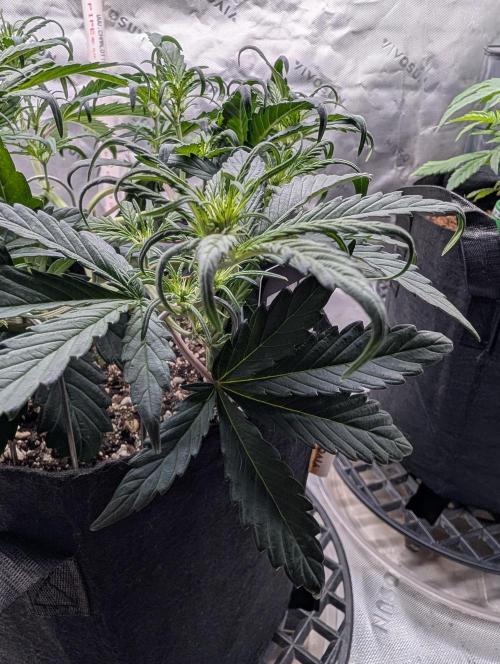 Guava Runtz Auto. Week 5