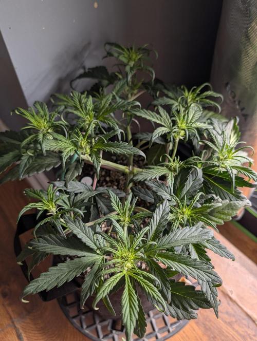 Guava Runtz Auto. Week 5