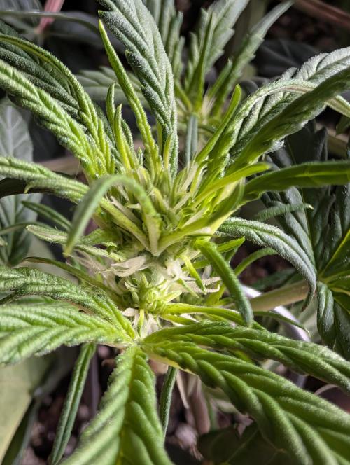 Guava Runtz Auto. Week 5