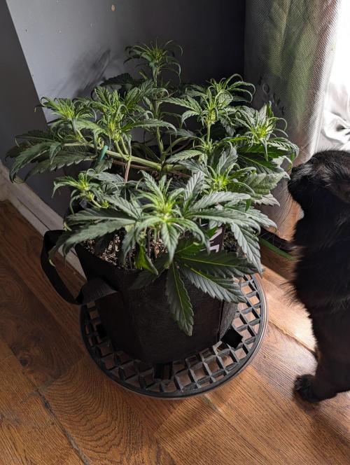 Guava Runtz Auto. Week 5