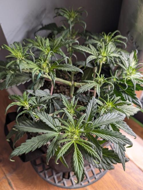 Guava Runtz Auto. Week 5