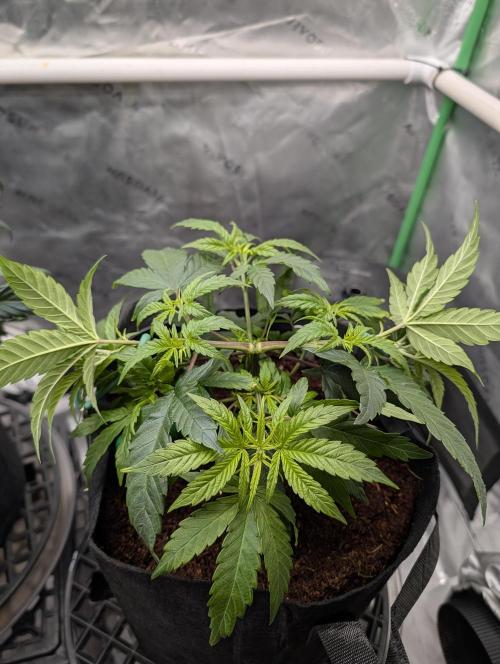 Melonade K. Week 6
