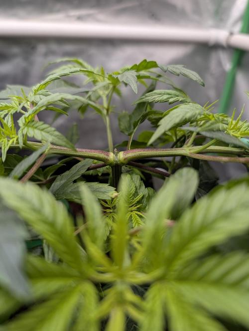 Melonade K. Week 6