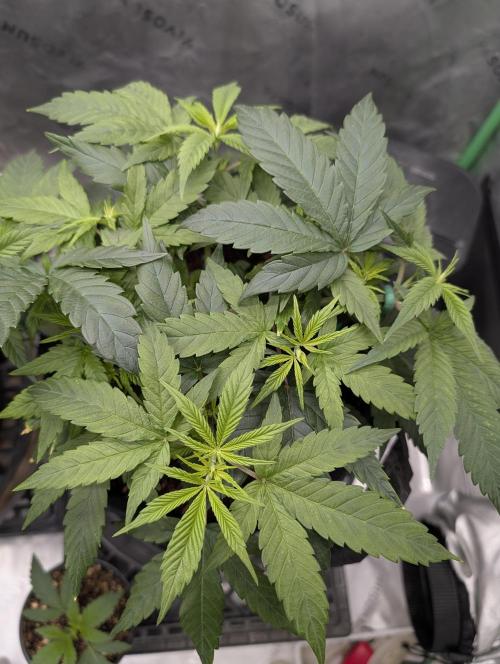 Melonade K. Week 6