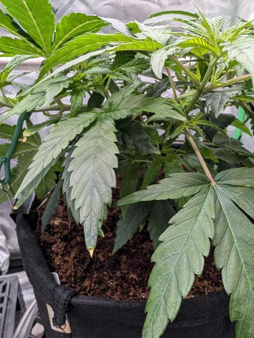 Melonade K. Week 6