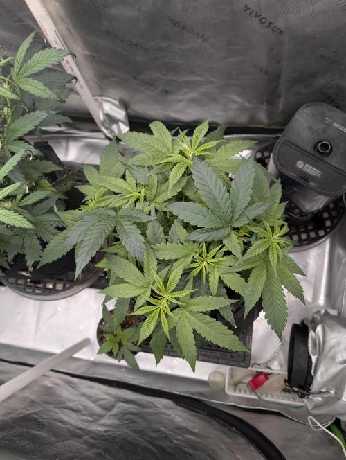 Melonade K. Week 6