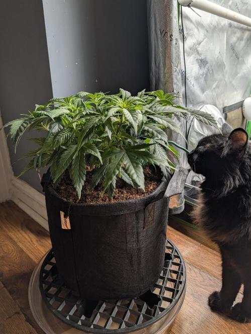 Melonade K. Week 6