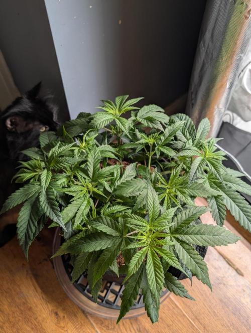 Melonade K. Week 6