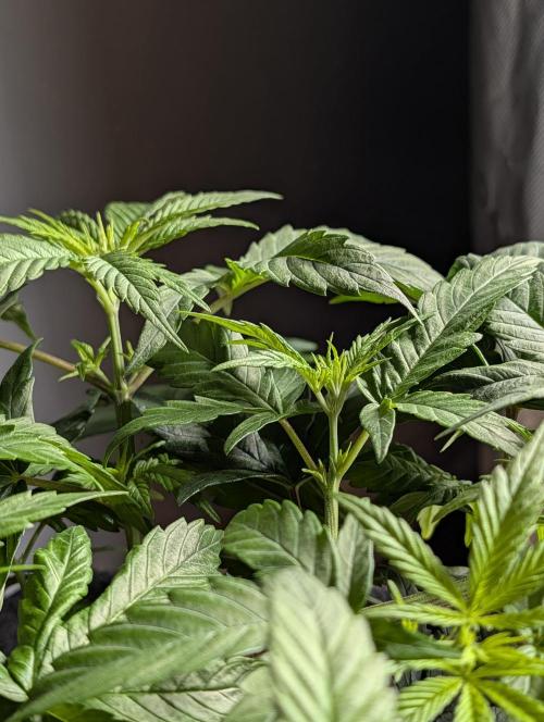 Melonade K. Week 6