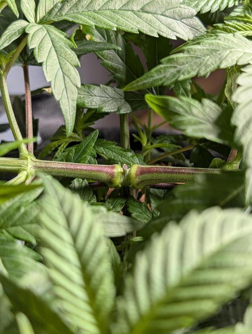 Melonade K. Week 6