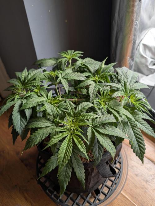 Melonade K. Week 6