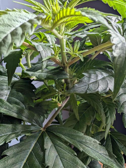 Melonade K. Week 6