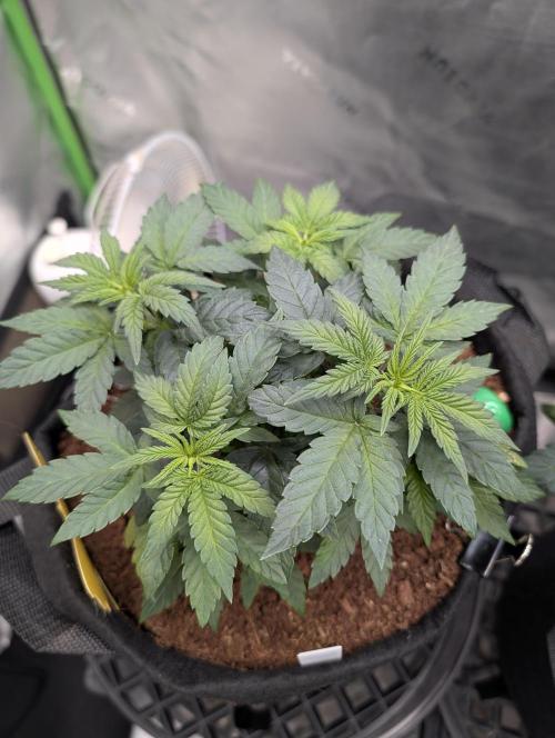 Buster of Lungs. Week 6