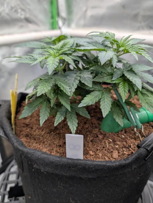 Buster of Lungs. Week 6
