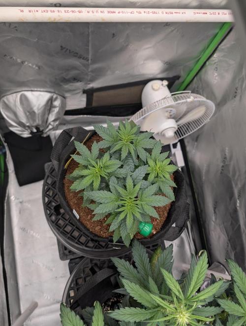 Buster of Lungs. Week 6