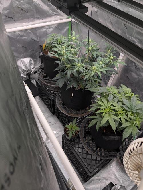 Buster of Lungs. Week 6