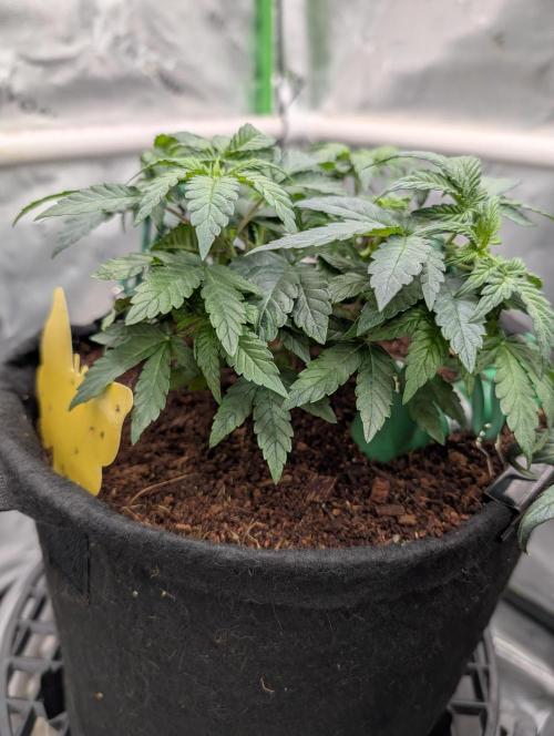 Buster of Lungs. Week 6