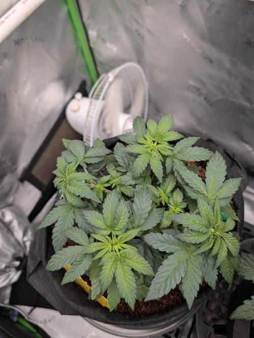 Buster of Lungs. Week 6