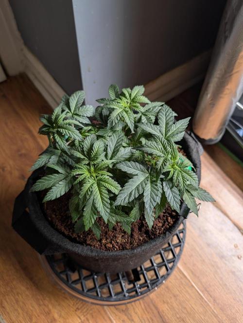 Buster of Lungs. Week 6