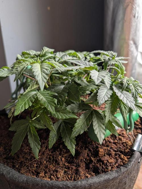 Buster of Lungs. Week 6