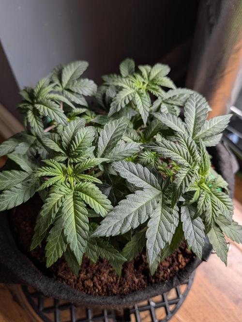 Buster of Lungs. Week 6