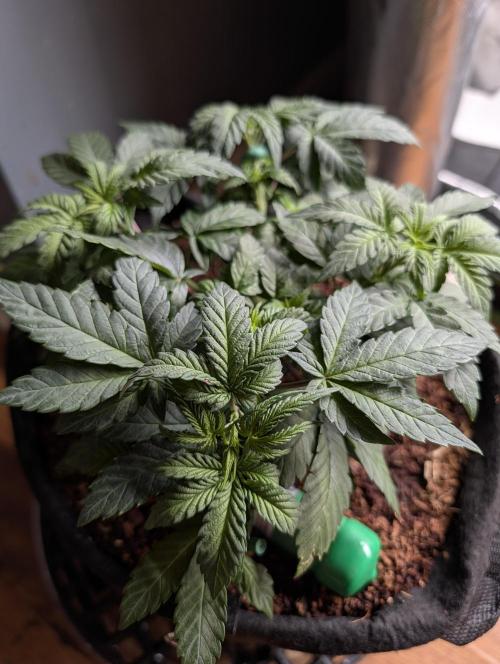 Buster of Lungs. Week 6